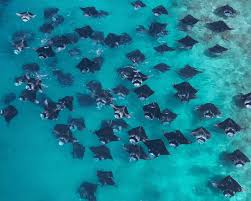 Hanifaru Bay, a manta feeding hotspot in Baa Atoll